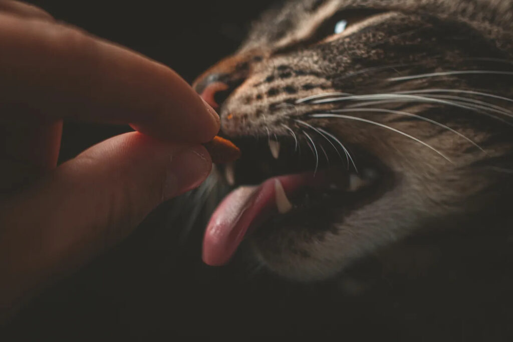 cat-food